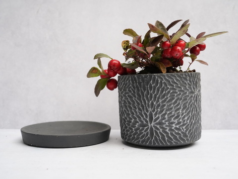 ミニ盆栽【チェッカーベリー × 黒花模様陶器】高さ約17cm×横約15cm【朝市限定】