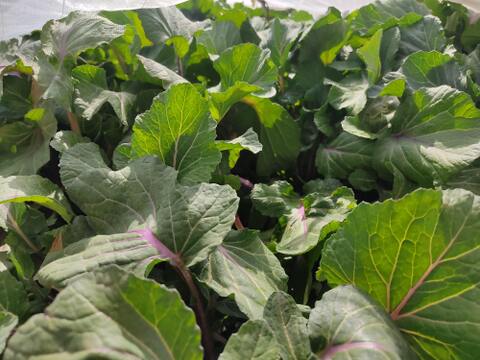 ✨【春限定】甘くてシャキッ！農薬・化成肥料不使用の紅菜苔（こうさいたい）✨😊