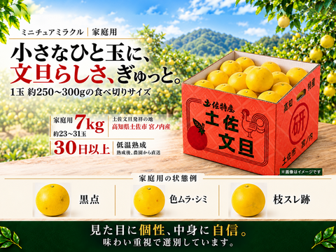 疑似餌中25本大25本土佐丹吉更に最終大特価 土佐文旦 ミニチュアミラクル7kg 家庭用｜希少な食べ切りサイズ｜約23