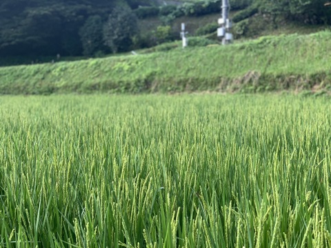 熊本在来米「穂増」　自然栽培（天日干し）玄米　３kg