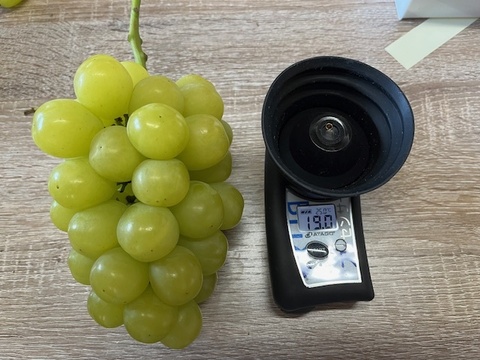 ～予約受付中～「ぶどうグランプリ2025」金賞受賞
 果汁たっぷり！マスカ・サーティーン（ぶどう）1.0～1.2kg