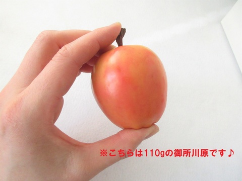 【超希少品種！】果肉まで赤～いりんご「御所川原（ごしょがわら）」B品不揃い（2.2kg強)