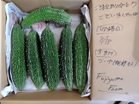 【 化学農薬不使用 】赤城のゴーヤ・すっきり苦みと瑞々しさ（20本・約5.6kg）