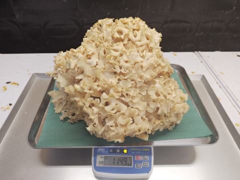 【天然茸】ハナビラタケ　濃厚な旨みと香り　1149g　8/10採取