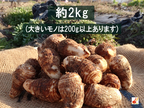 農家直送✅セレベス(赤目芋)の里芋🎁2kg M~LLサイズ(大きめの里芋❗️