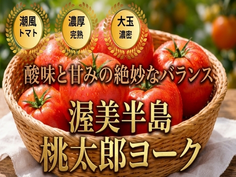 🍅晩酌の一皿が決まるトマト🍅品種指定『桃太郎ヨーク』🍅絆を深める、やさしいうま味🍅お試約1kg【5月下旬予約】