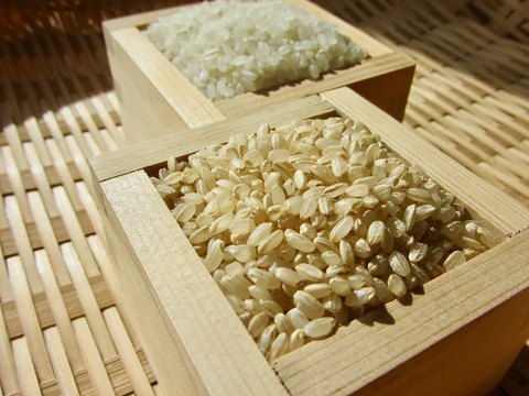 🌾 農薬化学肥料不使用栽培【きぬむすめ】白米10kg（5kg×2袋）（玄米/分つき精米可）