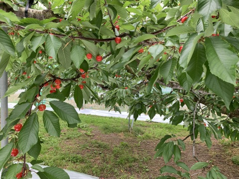 【訳あり】ご家庭用‼︎数量限定‼︎コスパ抜群‼︎1kg‼︎お買い得‼︎東根産佐藤錦