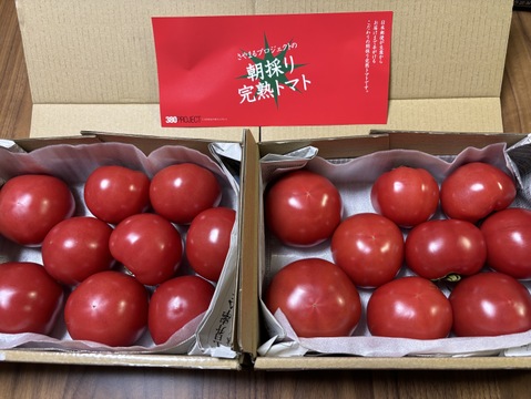 ずっしり❗️ジューシー❗️朝採り完熟トマト(規格外)