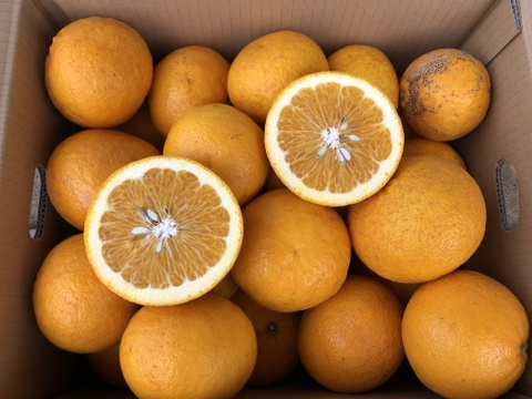 甘夏 サイズ混合 国産 静岡県浜松市産 (約８kg）