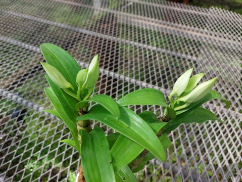 【蘭の福箱❁⃘*.ﾟ】夏の蘭 フォーミディブルの鉢花＆切り花