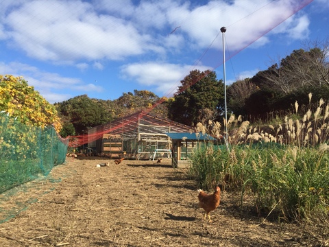 自然豊かな向津具半島・放し飼い有精卵２４個　一羽あたり六畳の超低密度飼育　自家製発酵飼料・名水百選湧水