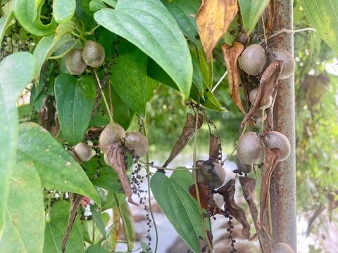 【数量限定】桑原農園の自然薯のむかご