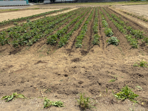 【訳ありラストセール】コクと甘味が特徴のねっとり系！『グラウンドペチカ』 ジャガイモ (5kg)