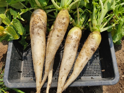 ✨ころんと可愛い「春待つ大根」約1.8kg　農薬・化成肥料不使用✨