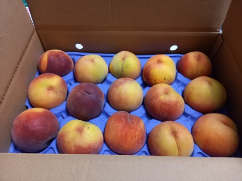 【黄金桃をたっぷり食べたい方に！】家庭用　果汁たっぷり！関農園の桃『黄金桃』5kg（12～16玉）玉の大きさの不揃い／変形／色ムラ／小傷など