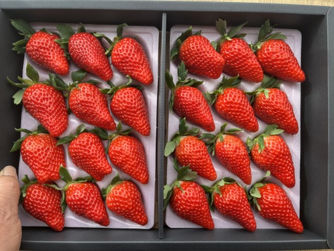 獲れたて、大玉、いちご「かな小町」800ｇ