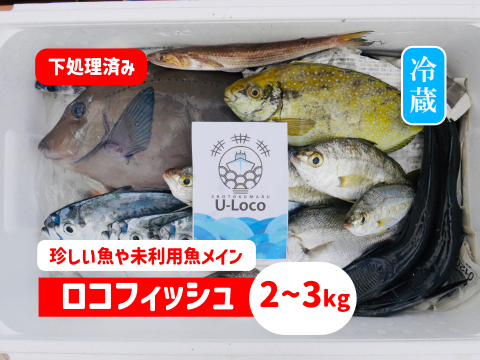 【珍しい魚や未利用魚メイン】鮮魚ボックス2~3kg※発泡スチロール箱（６～７月限定）