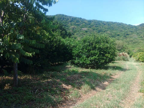 フルーツシークヮーサー（2kg）