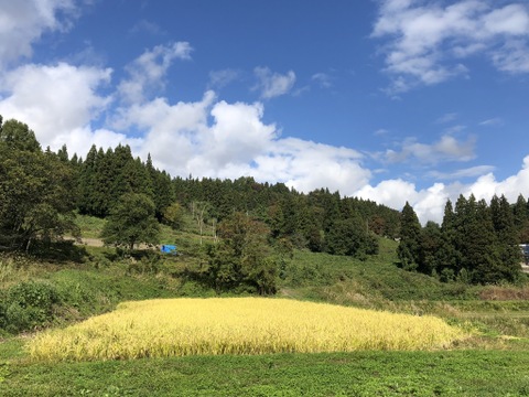 在庫処分 あっさり系のお米【5kg】ササシグレ 化学肥料不使用 減農薬栽培初期除草剤1回限り