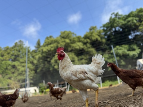 空と大地に見守られて、産まれる卵。-itadaki-甘くてコク深い、放牧鶏「暖鷄」の卵です。放牧卵itadaki/自然放牧