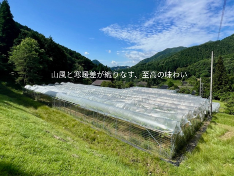 瀬戸ジャイアンツ – 皮ごと食べれる、極上の味わい