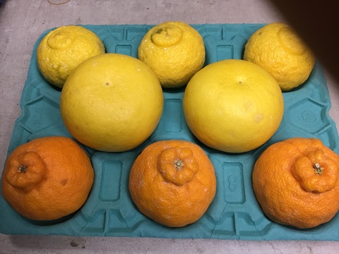 不知火柑 はるか パール柑3点セット 熊本県産 食べチョク 農家 漁師の産直ネット通販 旬の食材を生産者直送