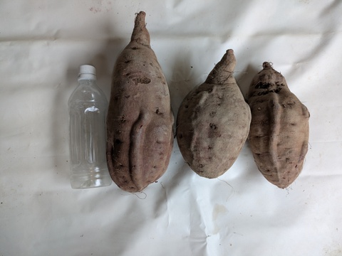 【規格外】鮮やかな紫色！紫芋（あやむらさき）4kg　特大