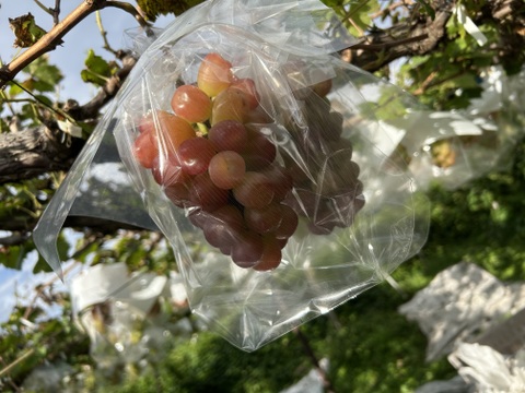 【冬ぶどう希少数量限定】赤い宝石のよう！マイハート４房🍇約2kg 三田農園 贅沢な果実シリーズ