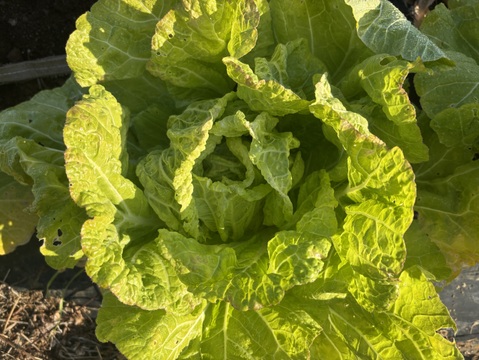 自然栽培 丹沢山麓の固定種・在来種野菜Sセット 4品種　農薬・化学肥料・動物性肥料は一切不使用  菌ちゃん農法