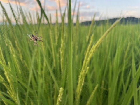ゆうだい21【冷めても甘い。知る人ぞ知る極上米！】 白米５ｋｇ　今！注目の品種です！【令和7年産】