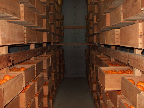 レモン ３kg　除草剤も化学系農薬もワックスも使用しないレモン　２月～３月収穫分