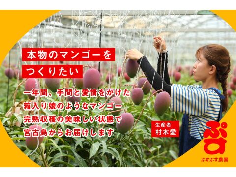 【夏ギフト】ぷすぷすプレミアムマンゴー1キロ（2～3玉）