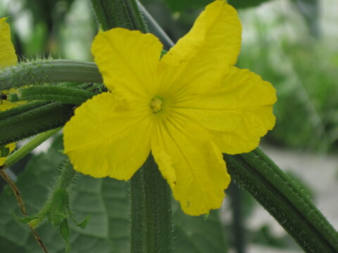スーパーでは手に入らない野菜セット