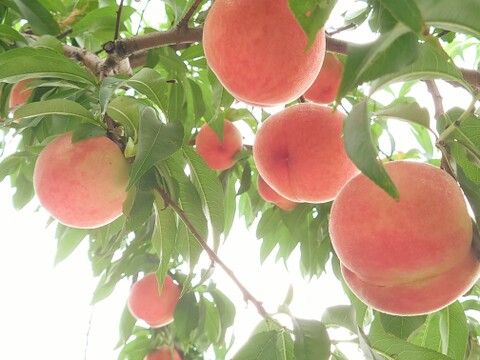 【食べ比べ】桃のおまかせ詰め合わせ約3.3kg【贈答用】