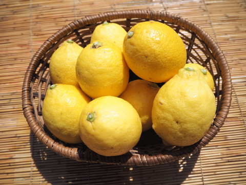 【片浦産】強い香りが特徴！国産レモン5kg※12月はほんのり黄緑です
