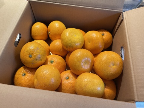 木なり八朔【SM混合】5kg（箱込)