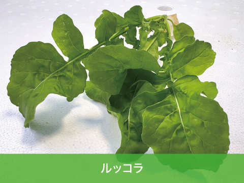 【化学肥料不使用】つなぐファームセット【8種類の野菜】　1箱14袋（レタス5種類×2袋、サンチュ2袋、小松菜6本入り1袋、ルッコラ6本入り1袋）（レタス、サンチュ1袋70～90ｇ程度）