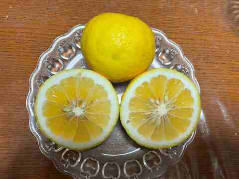 【訳あり】甘い白ワタと果肉で独自の風味を味わえるニューサマーオレンジ！ 5キロB品