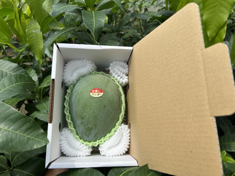 【ご家庭用】沖縄県産キーツマンゴー1kg（1-2玉）