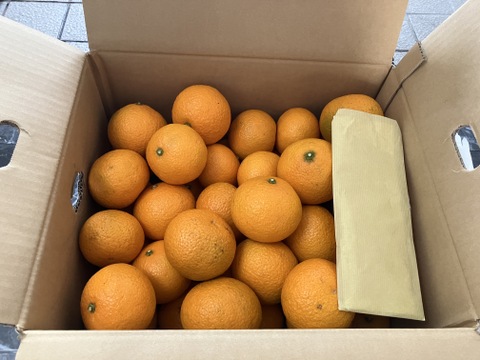 ギリギリまで収穫をガマンしたコク旨スイートスプリング(約8.5kg)