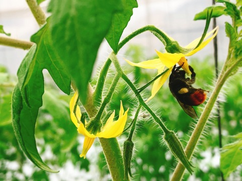 思わずほおばりたくなるコクと旨み〜受賞歴ありたっぷり1kg