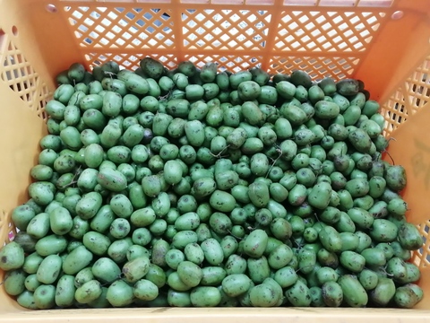 【栄養満点】珍果サルナシ　選別なし約１kｇ