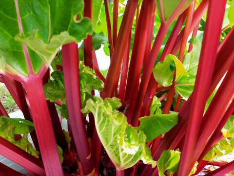 【福袋】【合鴨農法・はざかけ】令和７年産 あいがも米「カモノオカゲ」あきほなみ 白米 5kg　＋ ルバーブジャム１個