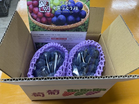 肉厚ジューシー☆種無し巨峰☆家庭用　９００g〜１kg　２〜３房