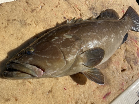 【松島産】天然クエ（4.9kg）