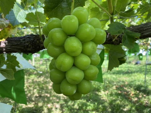 【先行予約】【9月中旬からお届け:1kg以上！】シャインマスカット&おまかせ品種詰め合わせ 1.5kg箱