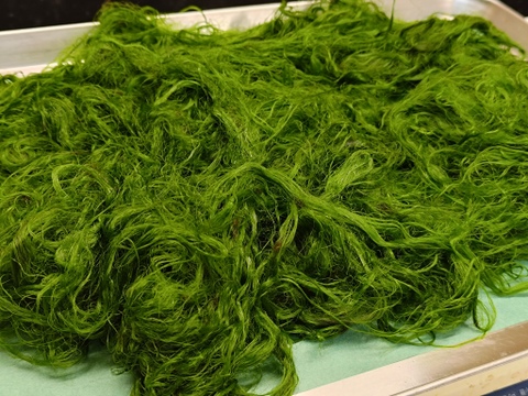 【幻の生】スジアオノリ/すじ青海苔/無塩の生は本当に希少【冷凍】