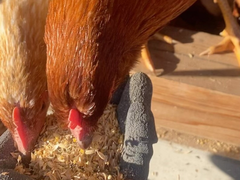 【平飼い 有精卵】自然養鶏「子持生命卵 kinari」10個入パック×２