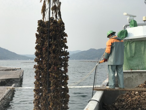 広島県産　冷凍かき　むき身　約1kg(NET850g)　3セット